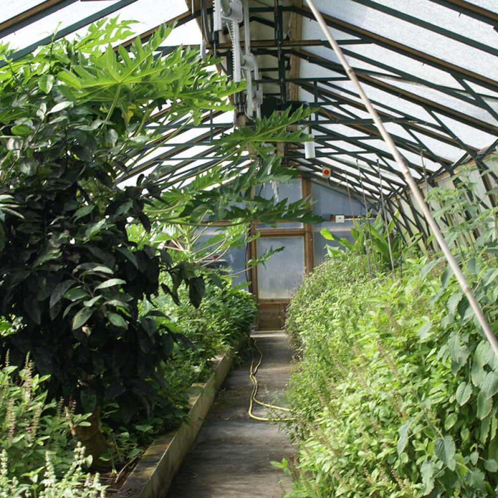 Ryewater-nursery-ETFE-panels51